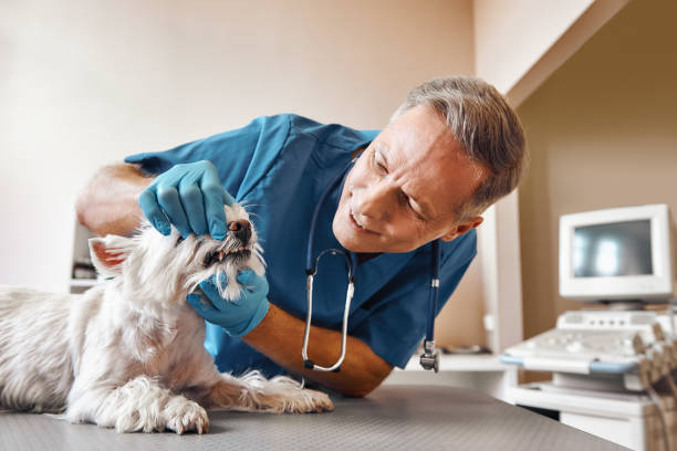Best Mobile Emergency Dentist in Akron, IA